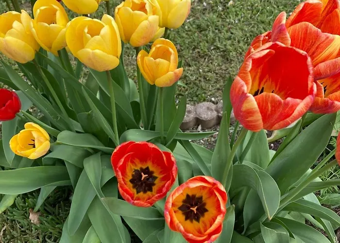 木屋 Insolite Entre Albi Et Cordes-sur-ciel *